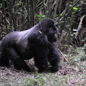  Munyinya, Silverback Gorilla (Rwanda)